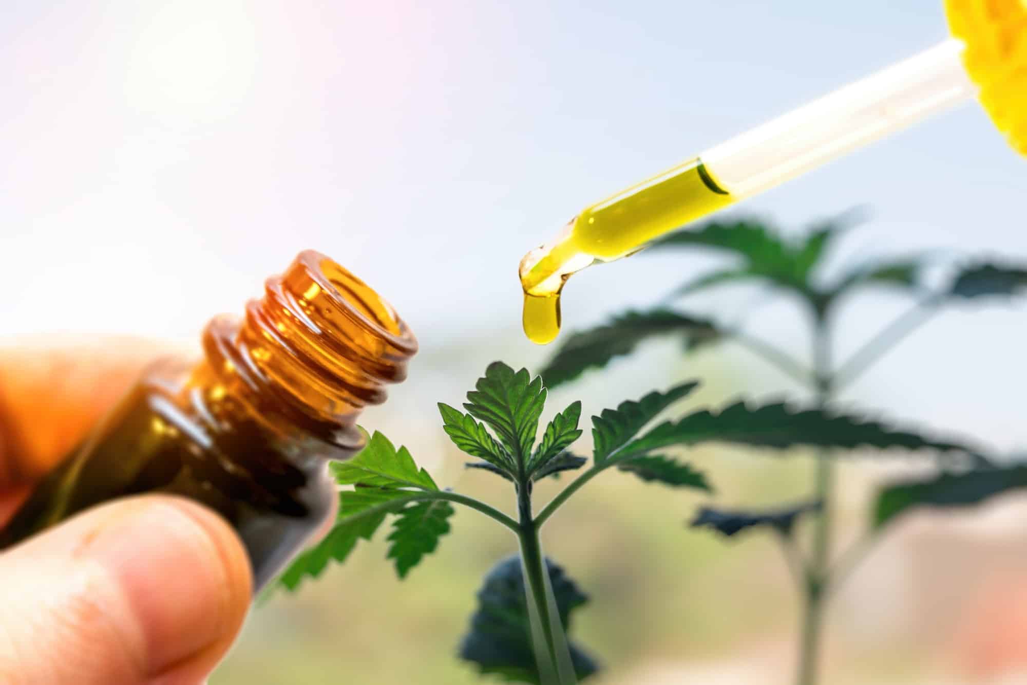 Comprendre comment les terpènes peuvent influencer la qualité de l’huile cbd